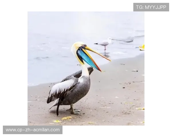 _鹈鹕一战成名，力挫联盟领头羊_，鹈鹕之前